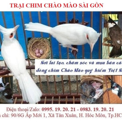 Kỹ thuật nuôi chim chào mào công nghiệp - nuôi sinh sản