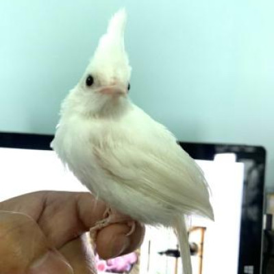 Vì sao nên chọn những người đàn ông mê chơi chim cảnh