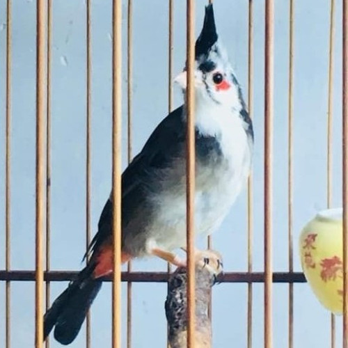 Chim Chào Mào Bông