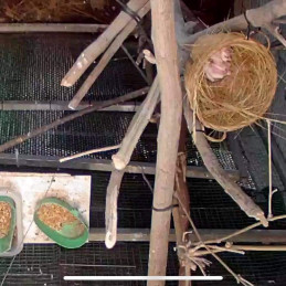 Chào Mào Bạch Non(1 tuần tuổi)
