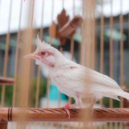 Bạch Mắt Đỏ(Non)