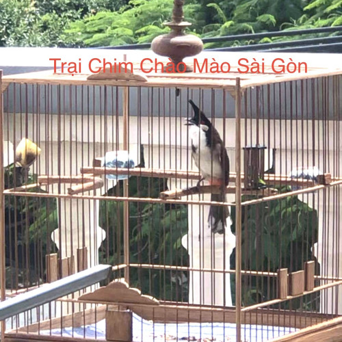 Bổi Lân - Cfe