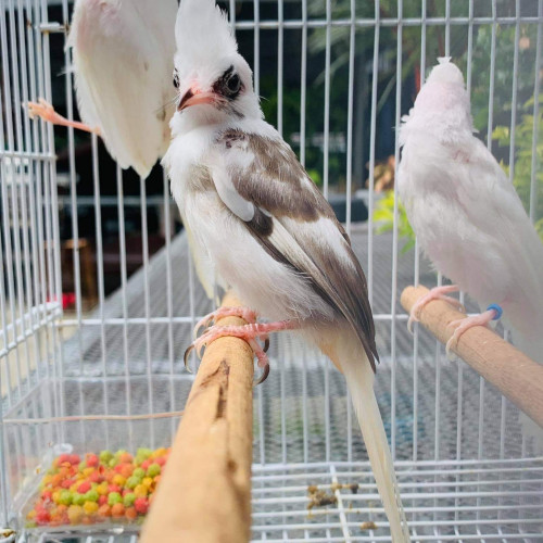 Mái Bạch Lem - Non