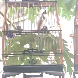 Bổi siêu Lân Cui
