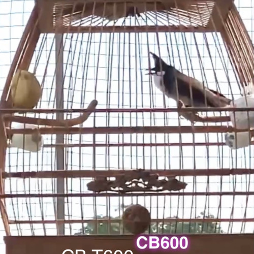 Siêu Tê đấu - CB T600