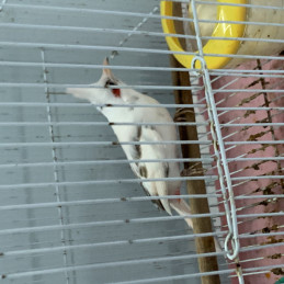 Bạch Mái Trưởng Thành