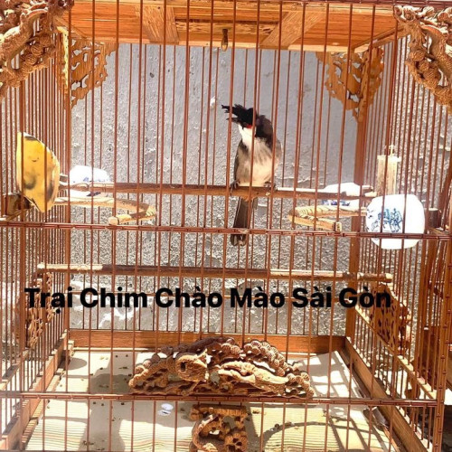Quỷ Mồng - Trại Chim Chào Mào Sài Gòn 