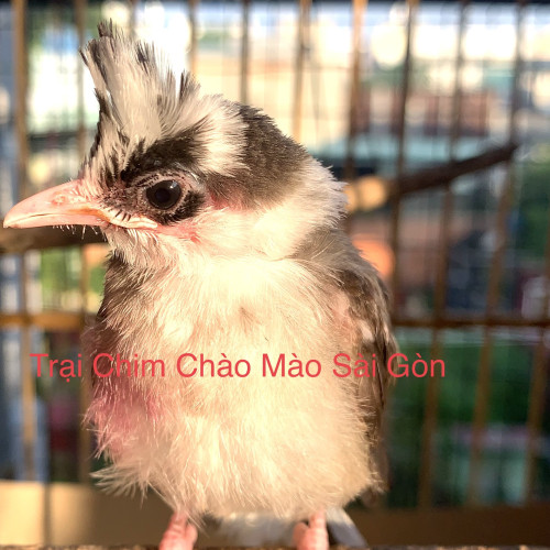 Chào Mào Đại Bàng non